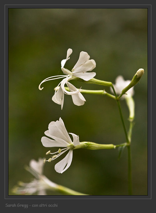 Silene italica / Silene italiana