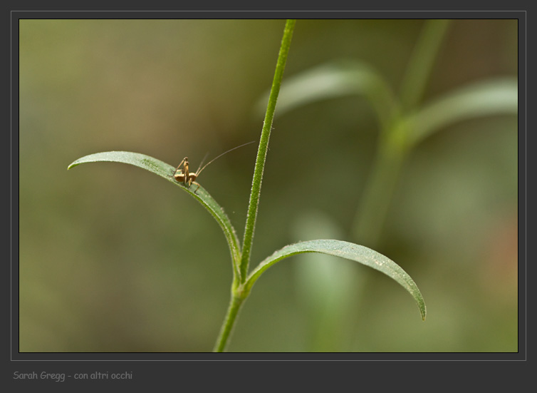 Silene italica / Silene italiana