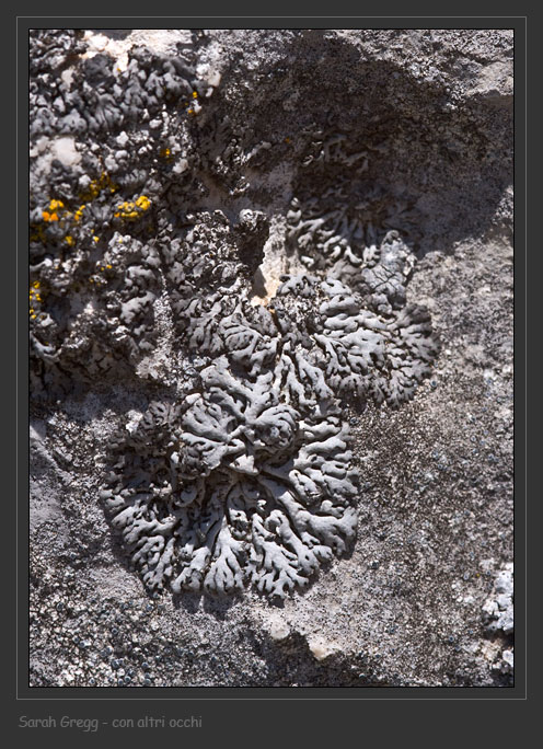 Physcia caesia v. caesiella