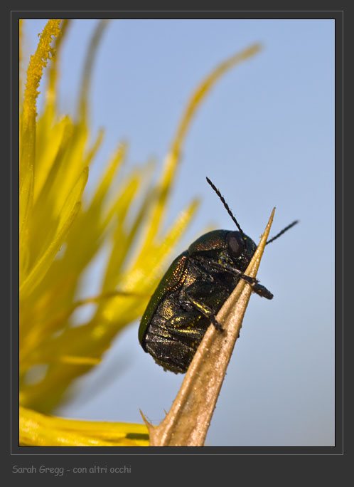 Coleotteri abruzzesi 1