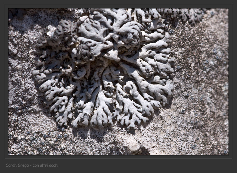 Physcia caesia v. caesiella