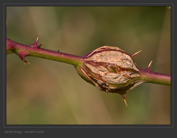 galla di Lasioptera rubi