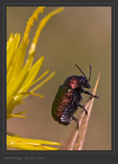 Coleotteri abruzzesi 1