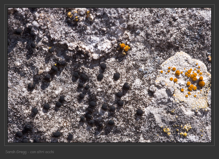 Caloplaca sp. e Lecanora crenulata