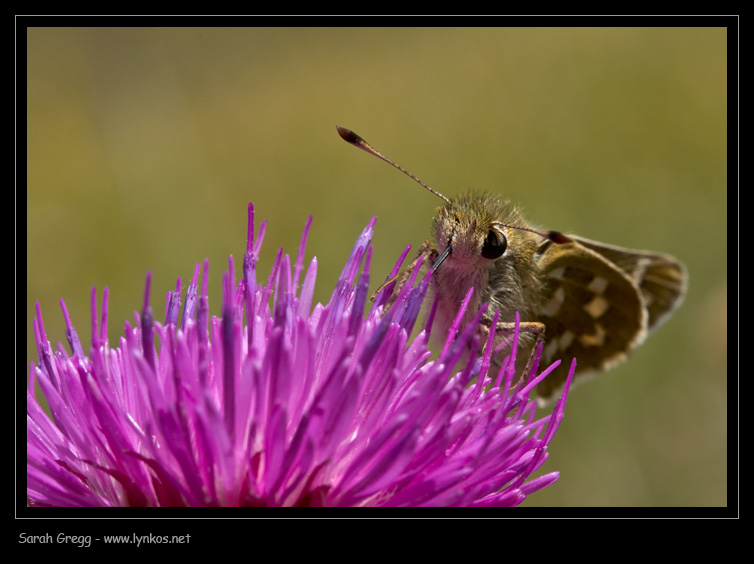 Lepidotteri abruzzesi