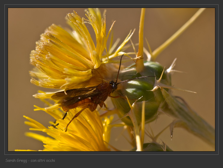 Braconidae