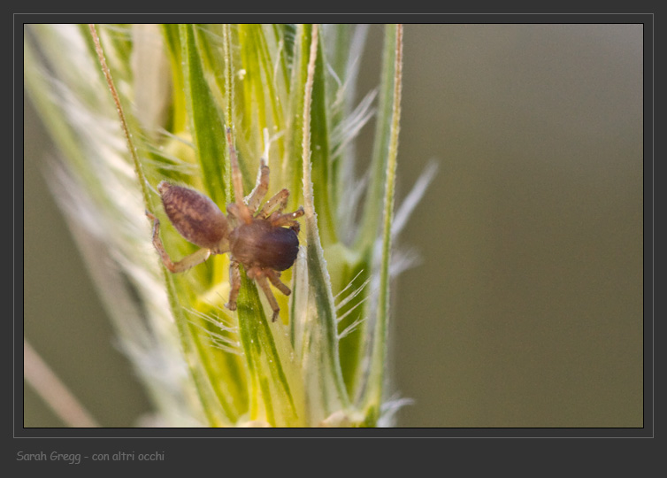 Clubiona sp.
