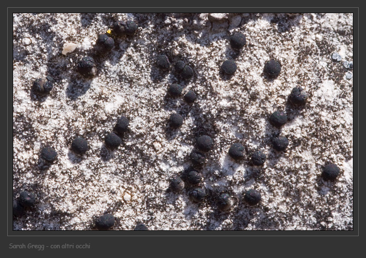 Caloplaca sp. e Lecanora crenulata