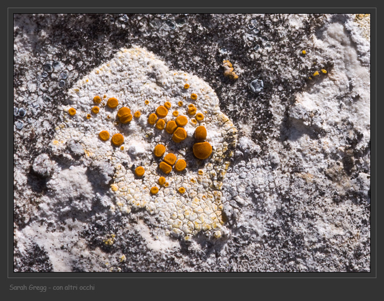 Caloplaca sp. e Lecanora crenulata