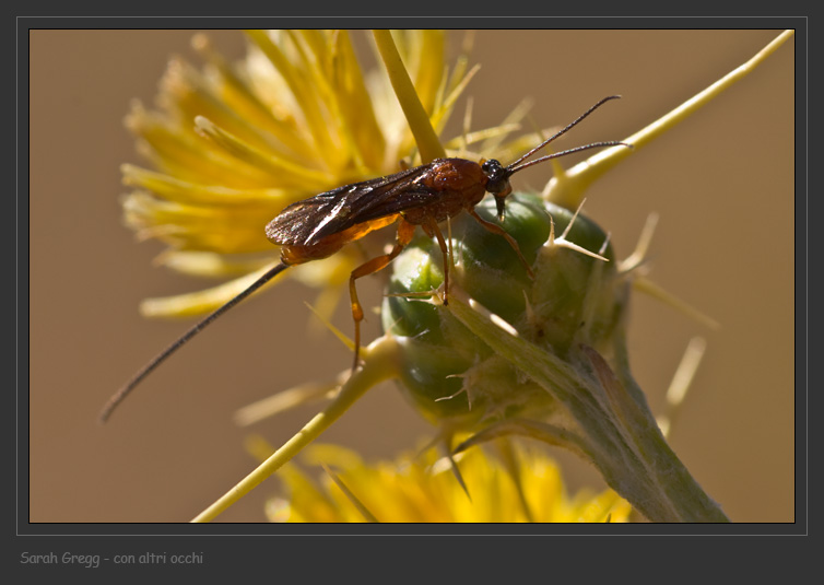 Braconidae