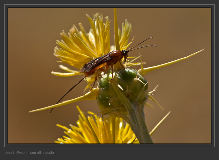Braconidae