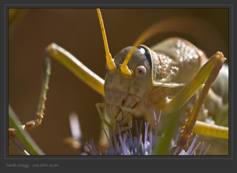 Ephippiger sp.