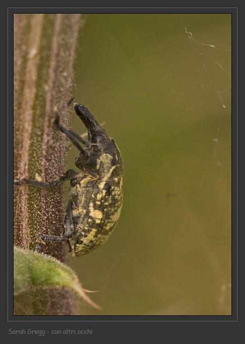 Curculionidae: Larinus onopordi