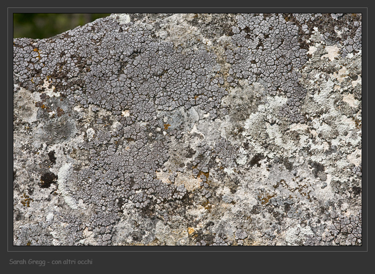 Placocarpus schaereri