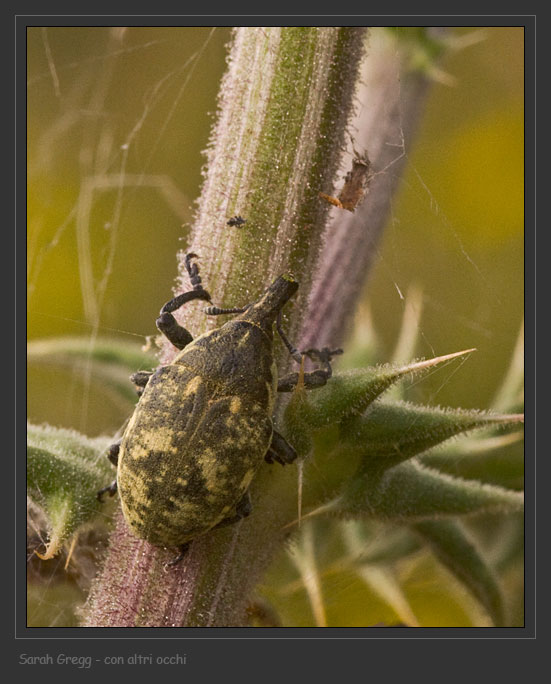 Curculionidae: Larinus onopordi