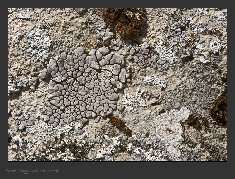 Placocarpus schaereri