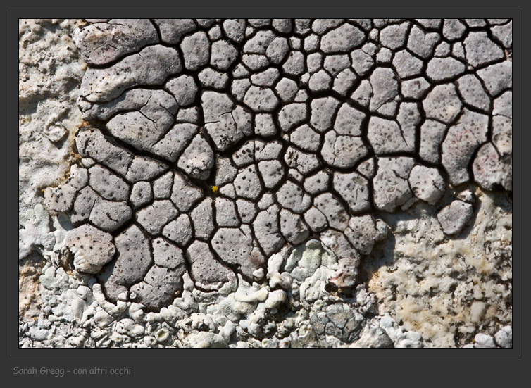 Placocarpus schaereri