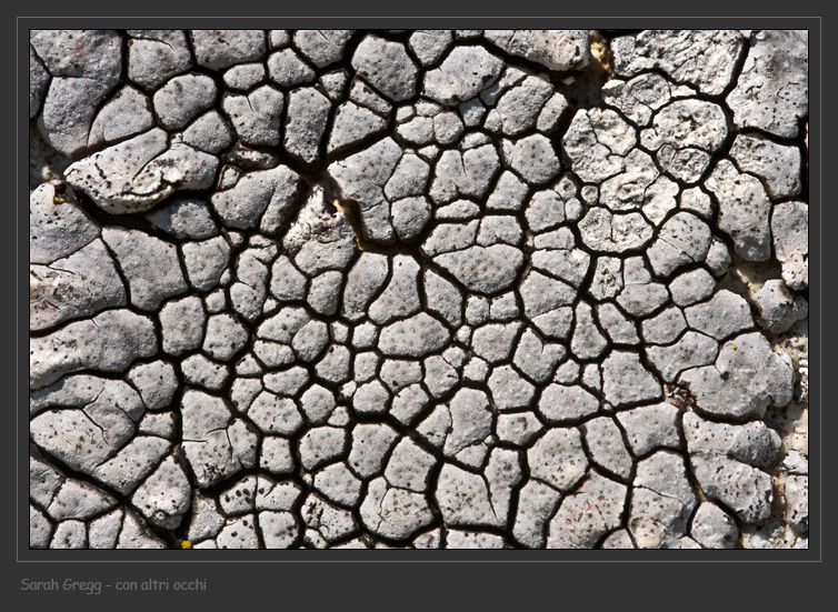 Placocarpus schaereri