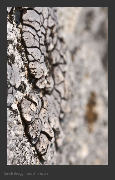 Placocarpus schaereri