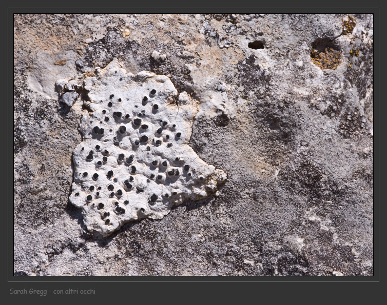 Rhizocarpon umbilicatum