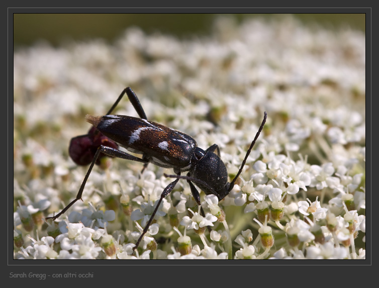 Cerambycidae elegante