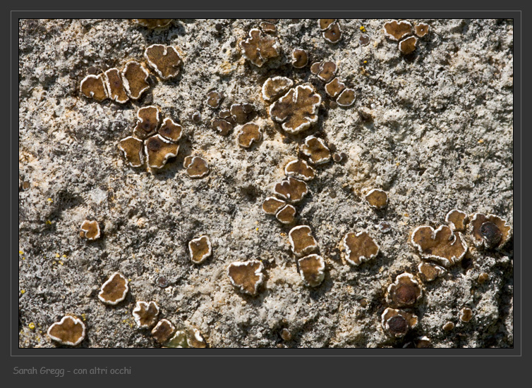 Lecanora o Caloplaca