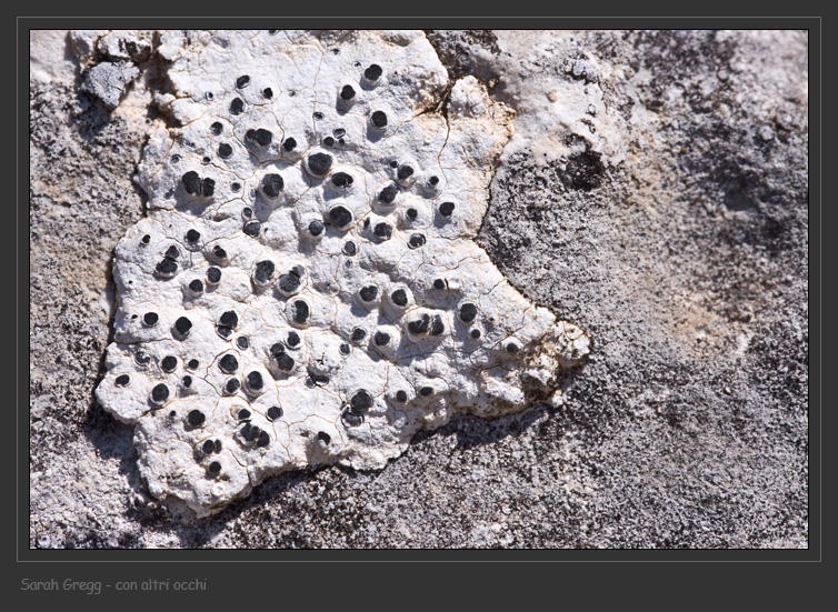 Rhizocarpon umbilicatum