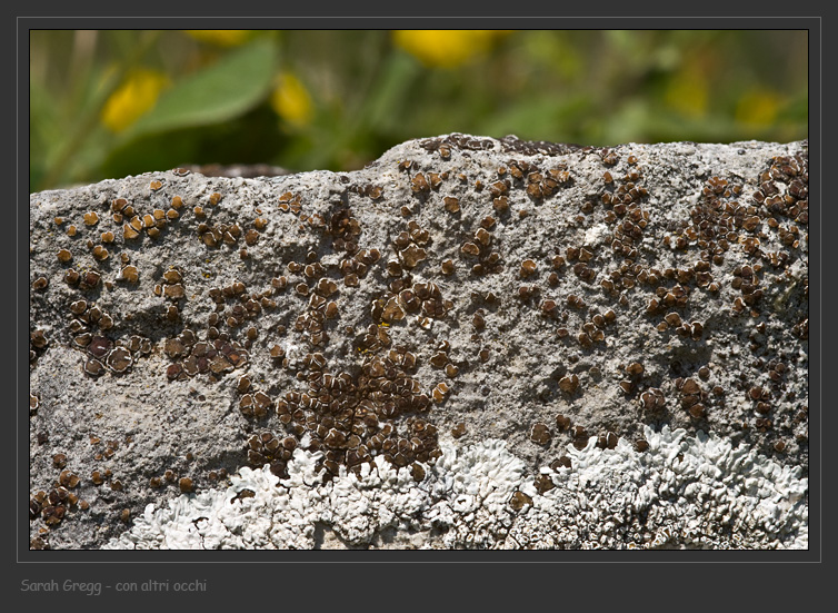 Lecanora o Caloplaca