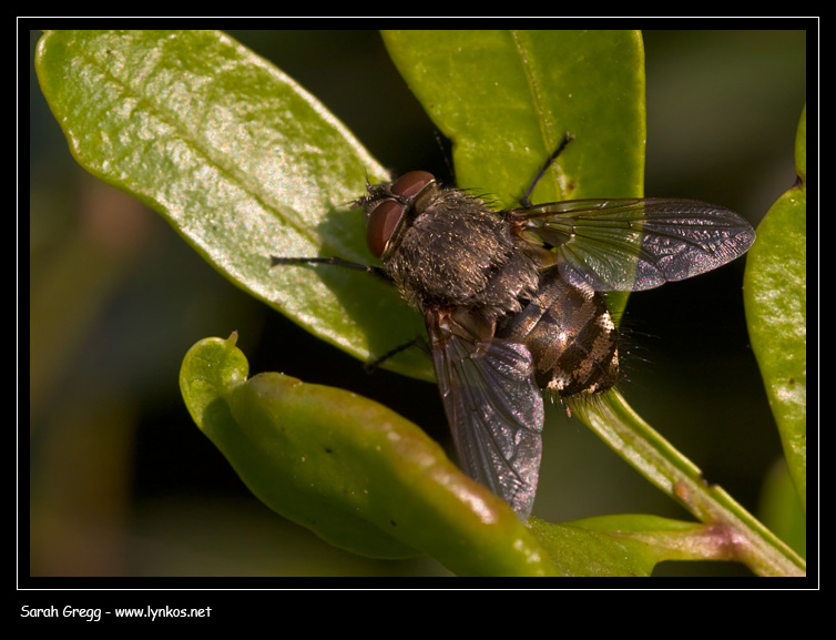 Pollenia sp.