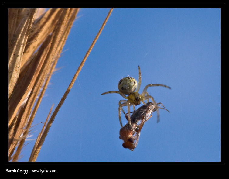 Giovane Araneidae