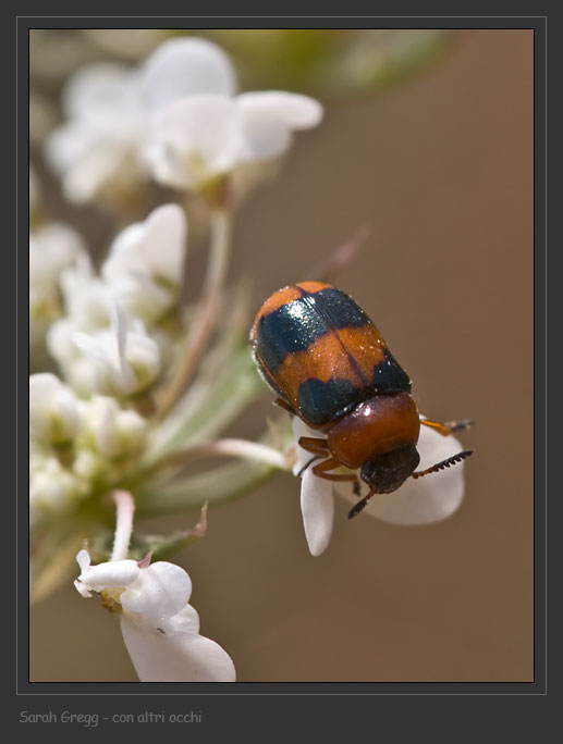 Coleotteri abruzzesi 1