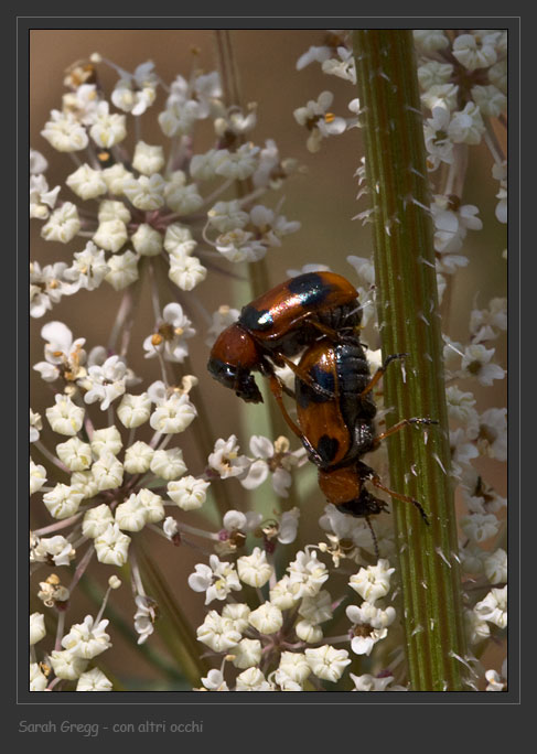 Coleotteri abruzzesi 1