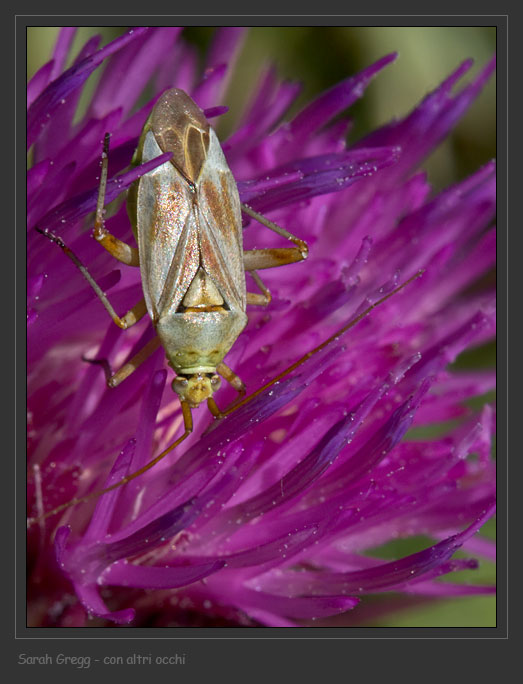 Due Miridae: Adelphocoris e Calocoris
