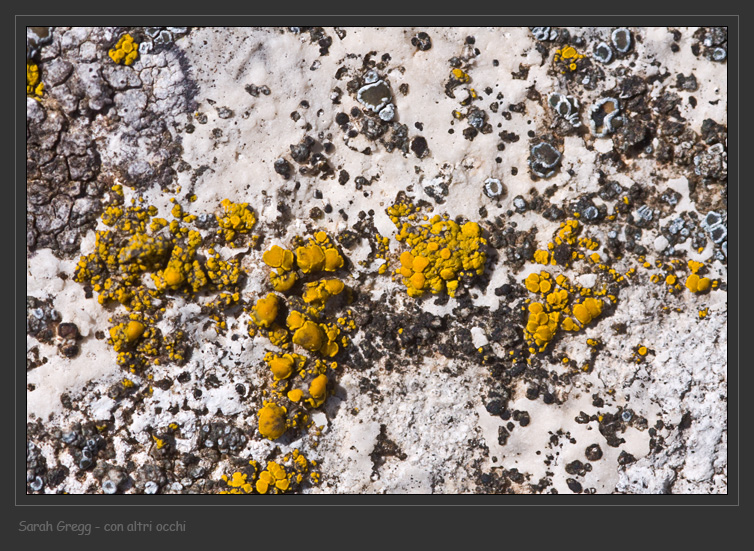 Candelariella plumbea e Acarospora cervina