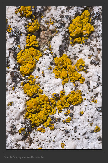 Candelariella plumbea e Acarospora cervina