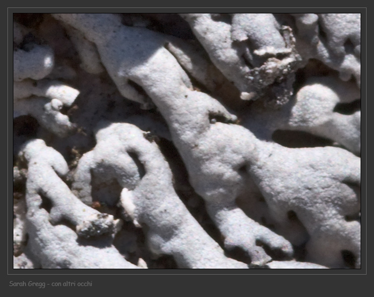 Physcia caesia v. caesiella