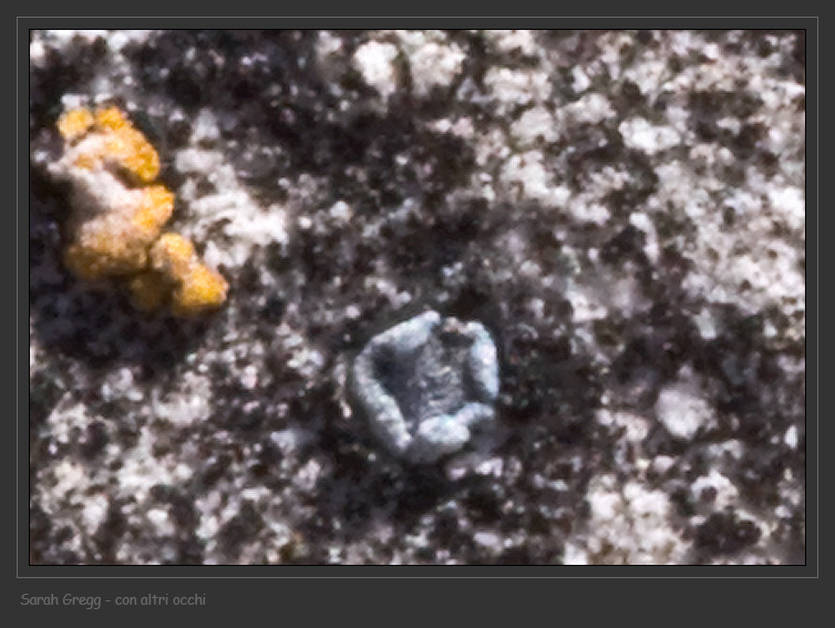 Caloplaca sp. e Lecanora crenulata