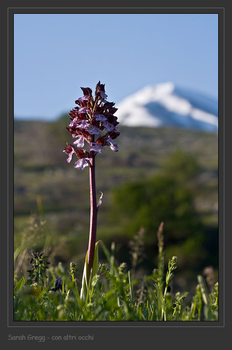 Orchis ... Tre orchidee dalla Majella