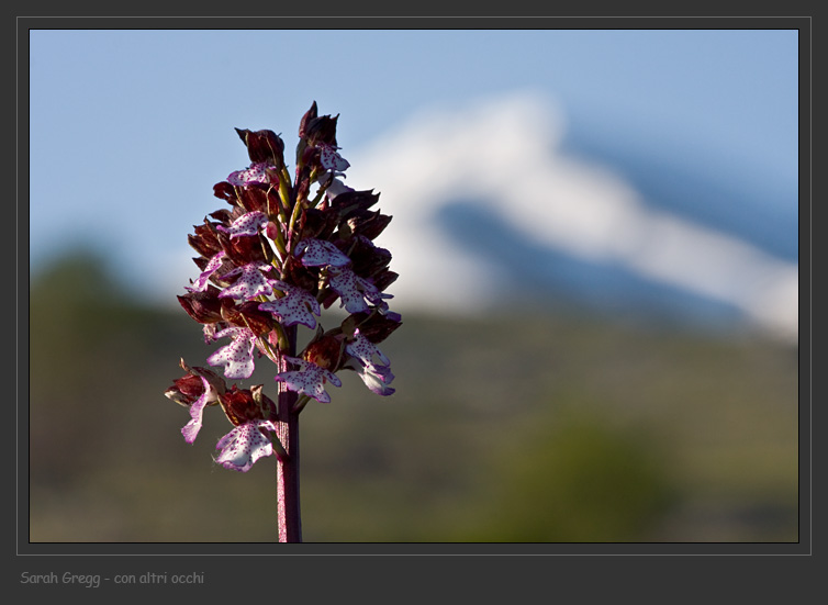 Orchis ... Tre orchidee dalla Majella