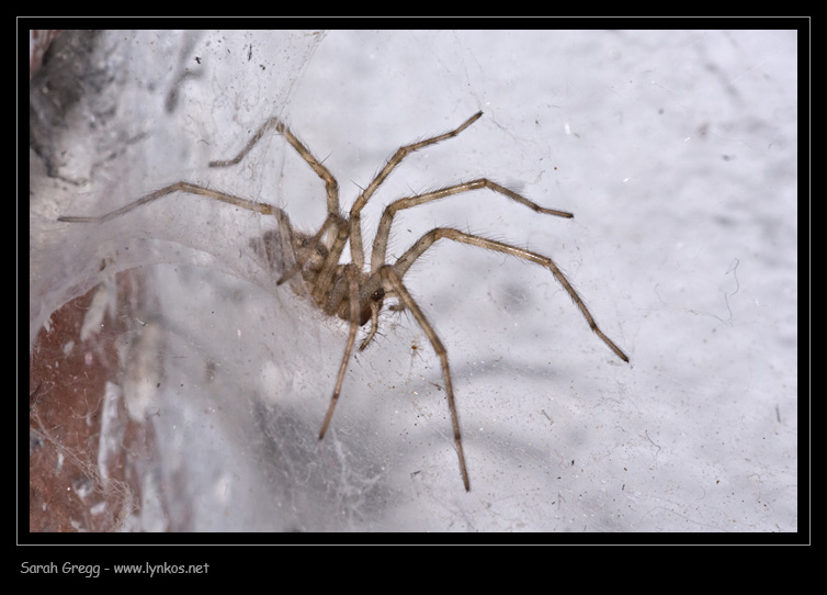 L''inquilino di casa: Tegenaria sp.