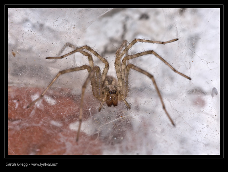 L''inquilino di casa: Tegenaria sp.