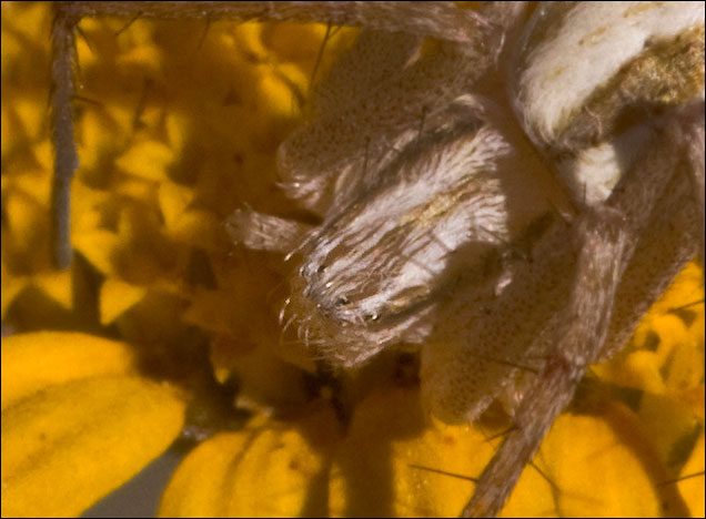 Thanatus sp.