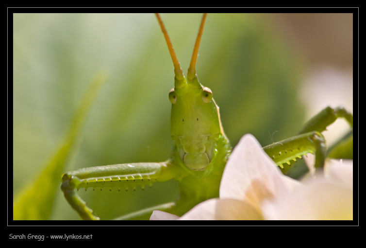 Quiz (facile facile) per gli entomologi