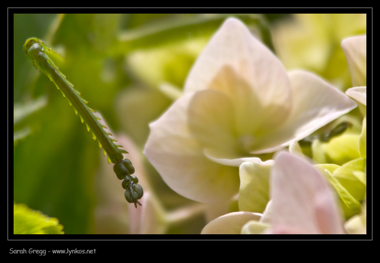 Quiz (facile facile) per gli entomologi