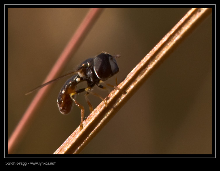 Maschio di Paragus sp.