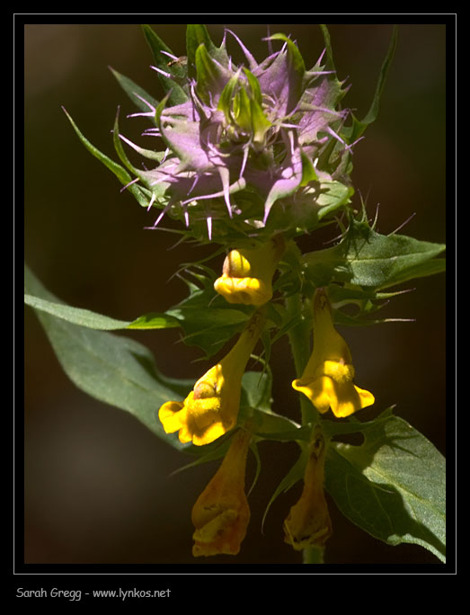Melampyrum italicum da un faggeto majellense