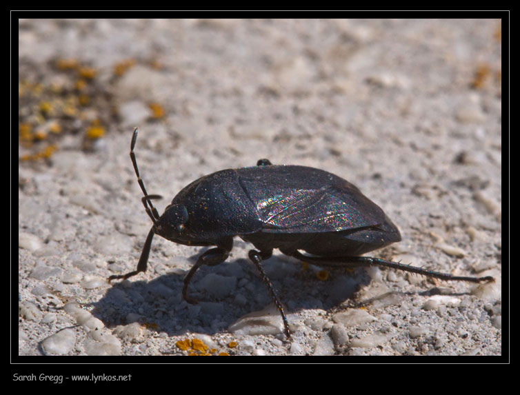 Lygaeidae nero montano: Aellopus atratus