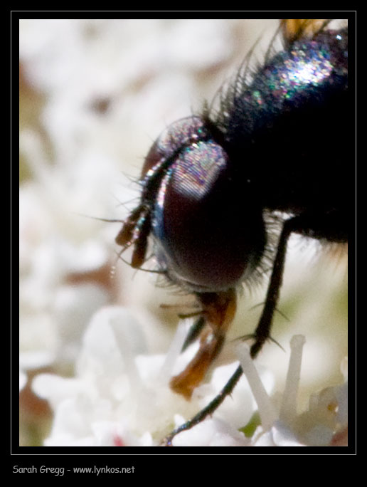 Due Tachinidae (Cylindromyia sp.. e Clairvillia sp.)