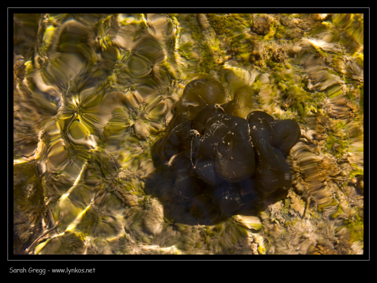 Alga (?) da torrente montano
