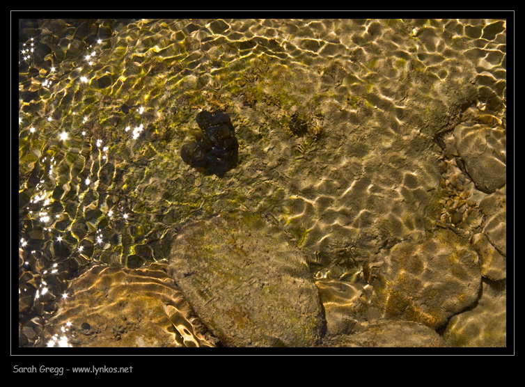 Alga (?) da torrente montano